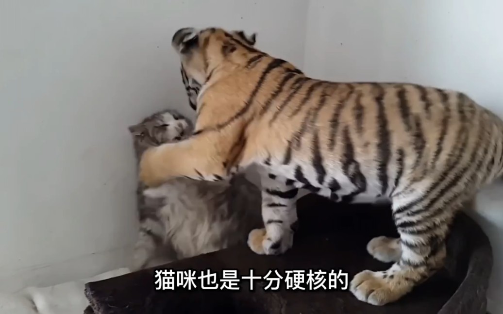 [图]当一只小猫咪正面遇上大老虎 会发生什么？ #猫咪 #老虎 #动物世界