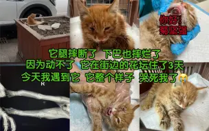 Tải video: 我又捡猫了！