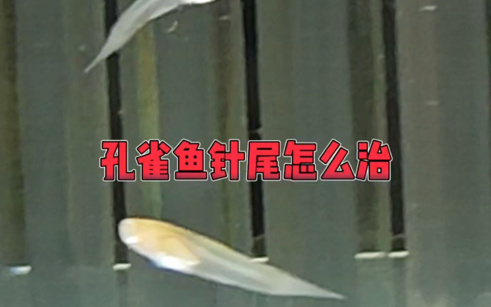 挑战一周内治好孔雀鱼针尾,第一天