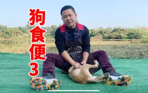 Download Video: 养狗尴尬的那些问题，狗吃屎怎么办？看训犬师分析并解决