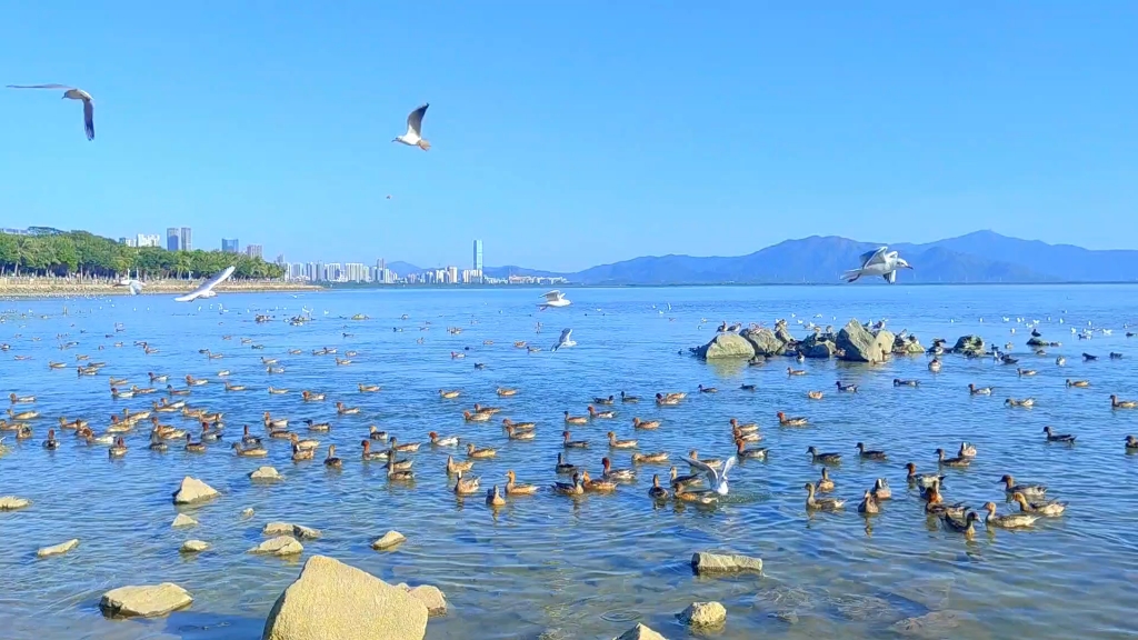 来深圳湾公园看海鸥啦~#深圳湾公园#看海鸥#美丽海景