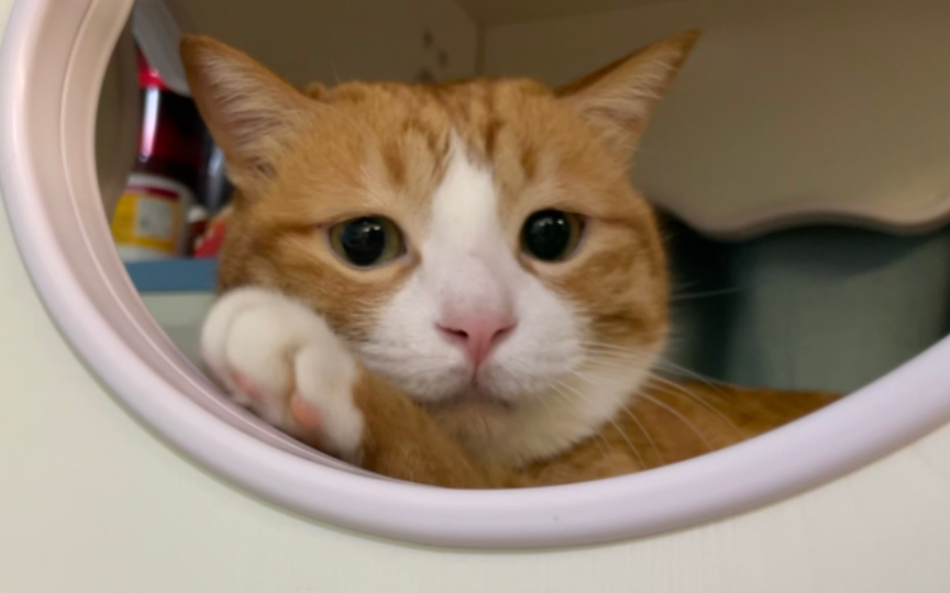 活动作品咪猫我超听妈妈的话这样晚上可不可以多给一点脆饭