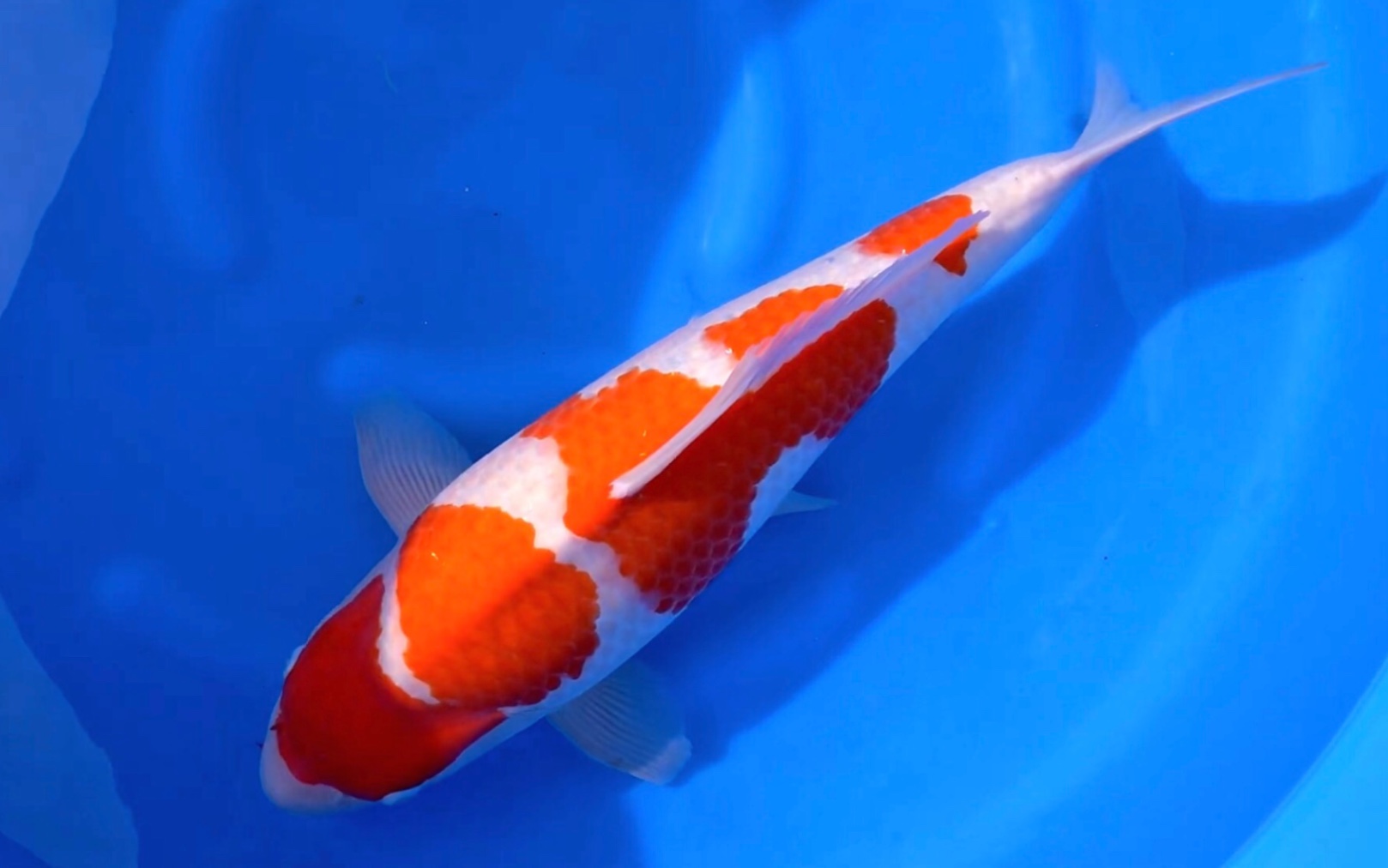 星金三段红白锦鲤,大模样赛级滴观赏鱼