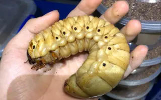 独角仙幼虫 搜索结果 哔哩哔哩 Bilibili 独角仙幼虫 搜索结果 哔哩哔哩 Bilibili