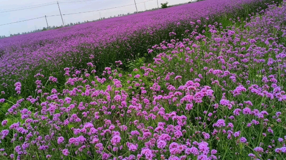 杭州湾花海公园在哪里图片