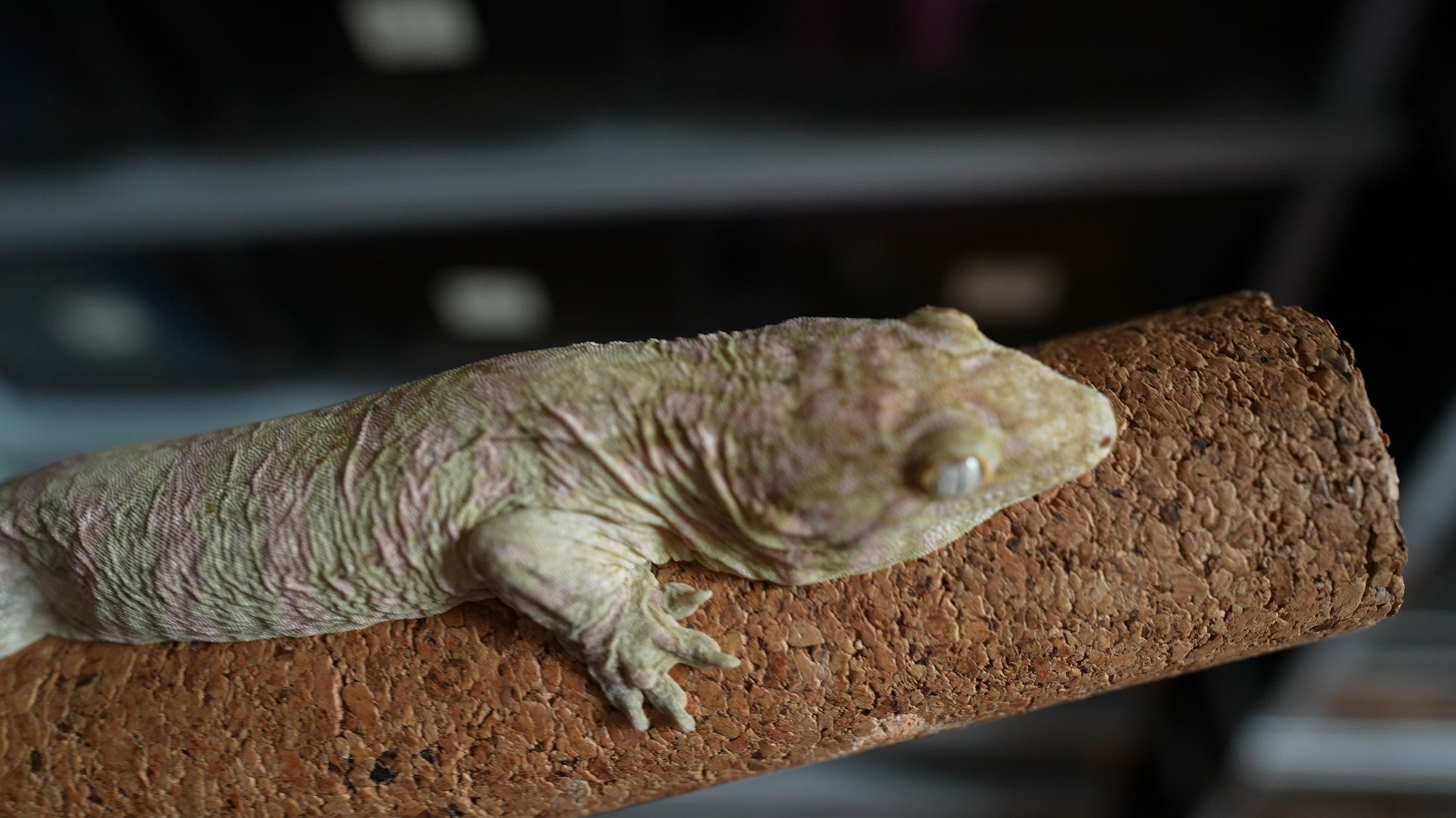 素雅之美 巨人守宫不发色状态展示