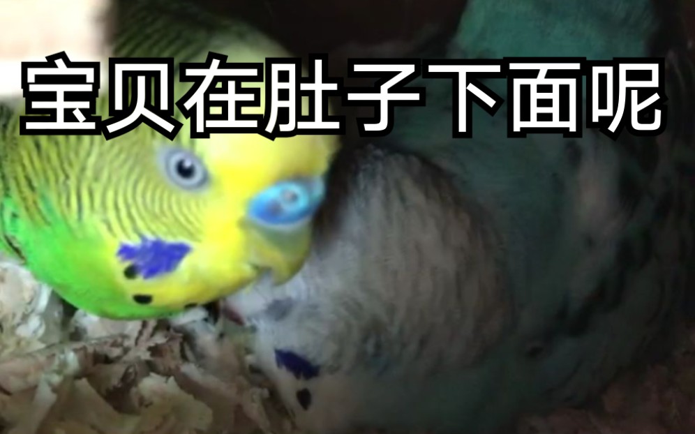 【虎皮鹦鹉】第一次下蛋,居然下了九个蛋!求各位大佬点进来看看!