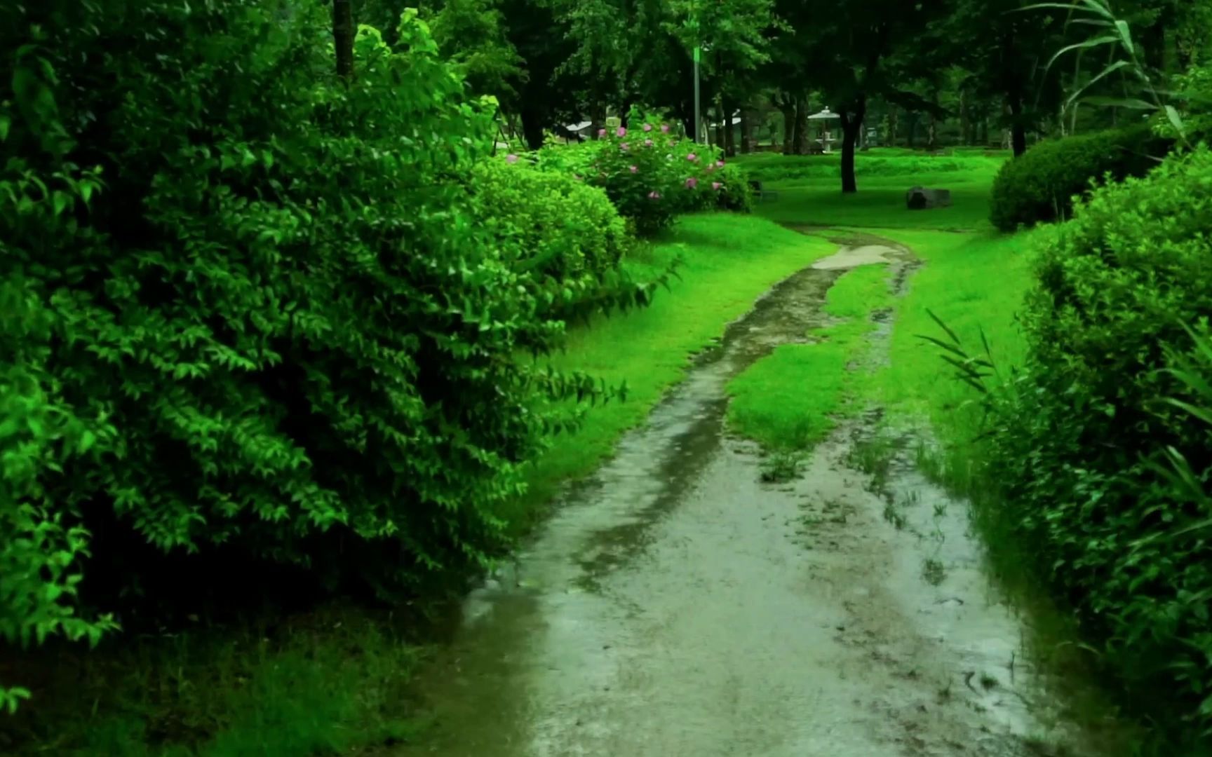 [图]30分钟真实雨声，100%入睡催眠·非常适合睡觉的雨声