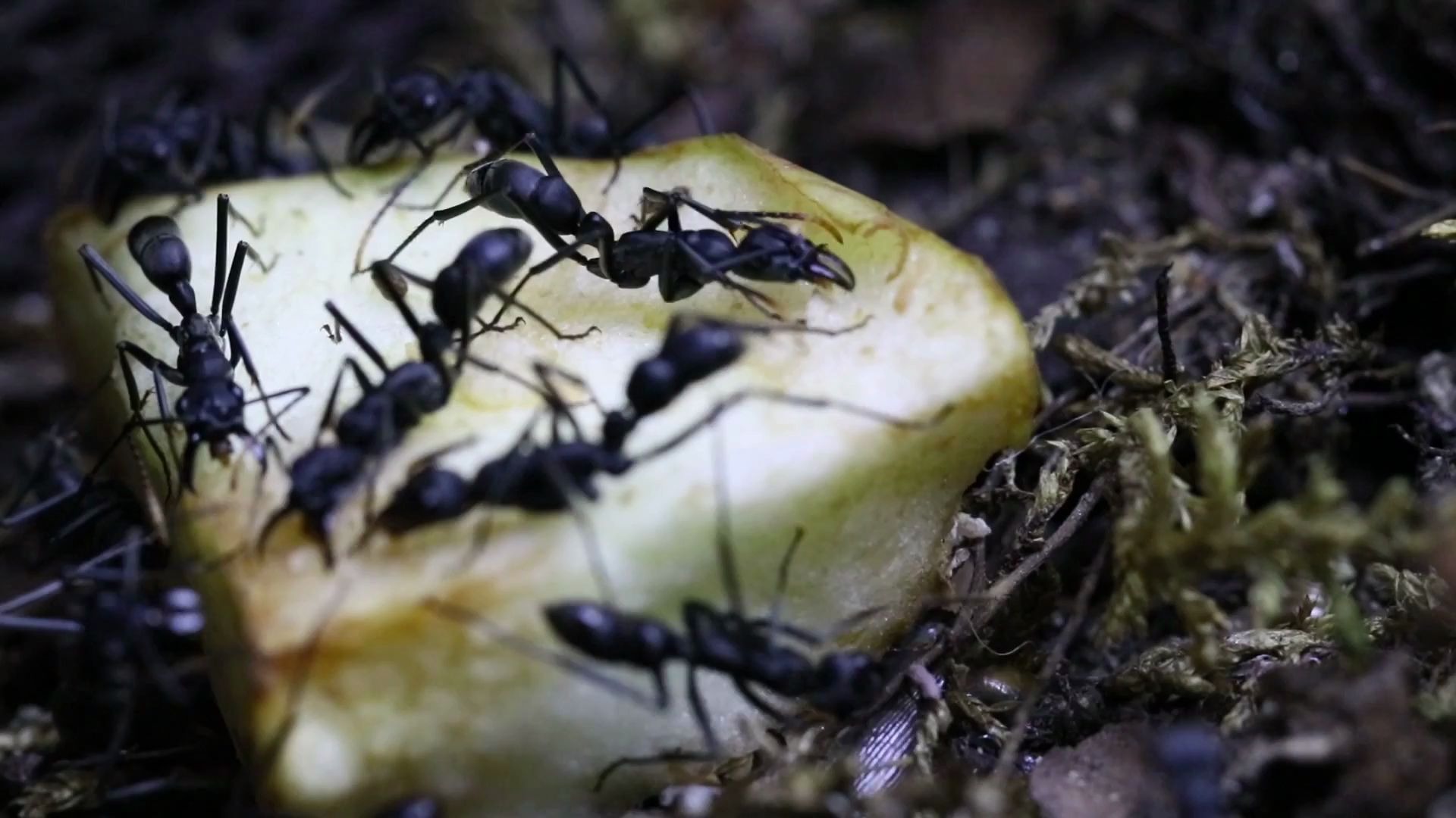 黄节新猛蚁啃苹果 neoponera apicalis