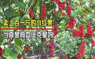 Descargar video: 农村随处可见的小红果，网上卖上百元一斤，当真是高血压的克星？