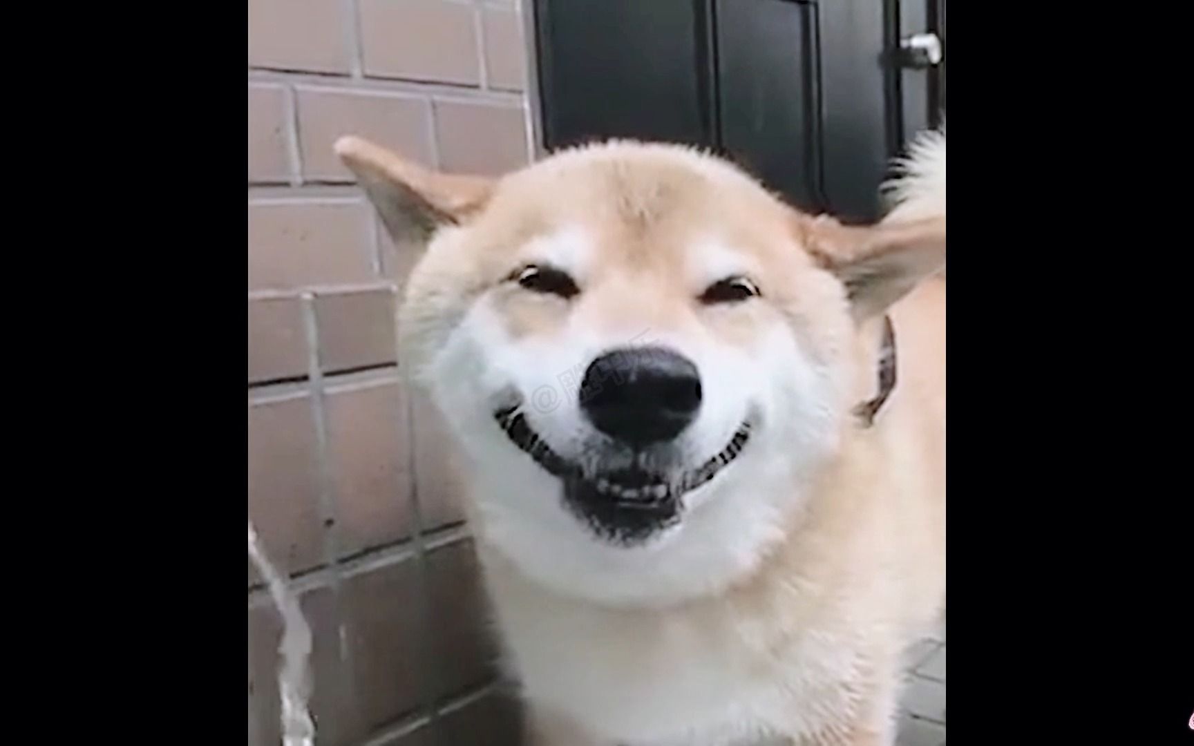 沙雕动物迷惑行为鉴赏