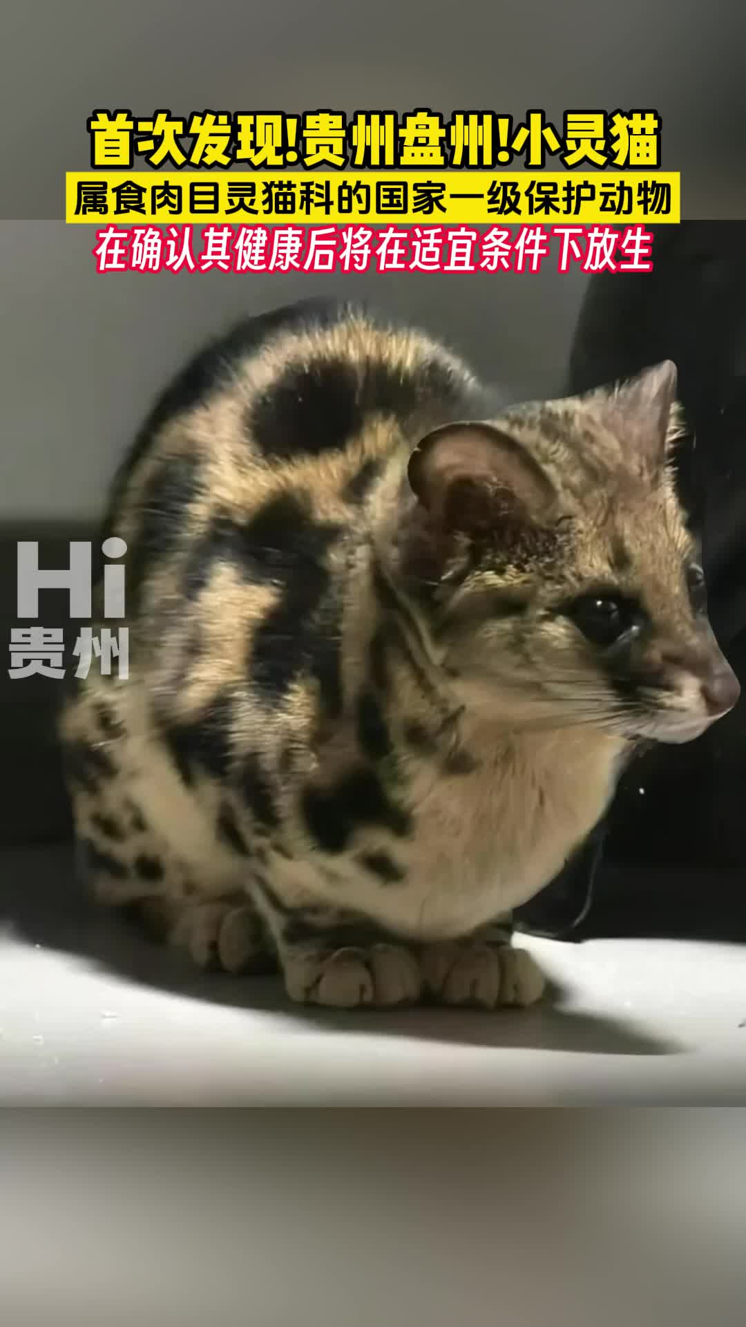 贵州盘州首次发现小灵猫,属食肉目灵猫科的国家一级保护动物哔哩哔哩bilibili