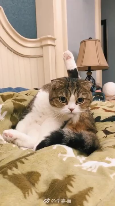 颜值高的猫咪连劈叉都那么好看,旁边的小猫