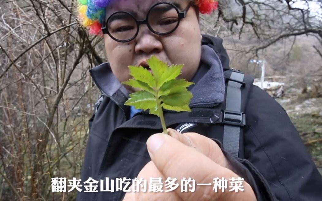 石格菜的功效与作用(石格菜:清热解毒,润肺止咳的天然良药)