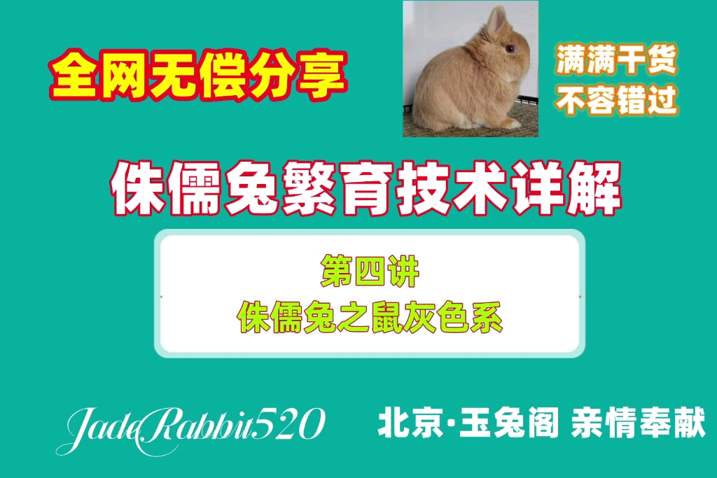 想养侏儒兔?这些知识最好还是看看!!侏儒兔毛色详解之鼠灰色系哔哩哔哩bilibili