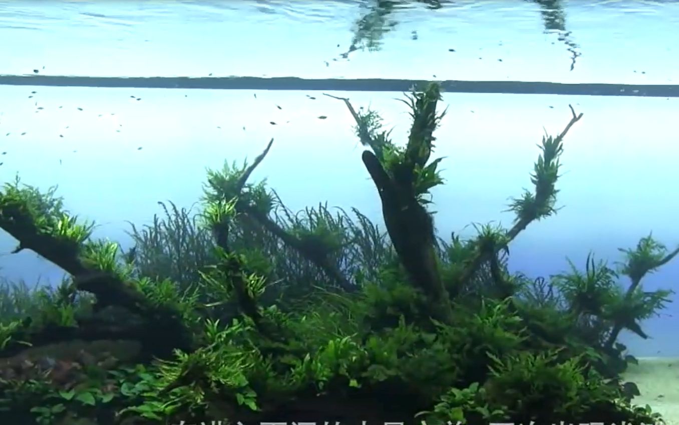 世界最大的自然水族造景工程 成景 特别版 中文字幕哔哩哔哩bilibili