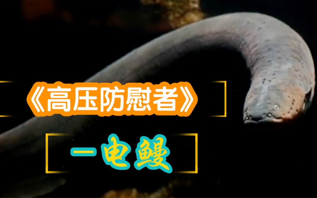 电鳗是如何发电的?它放电为何不会电到自己?