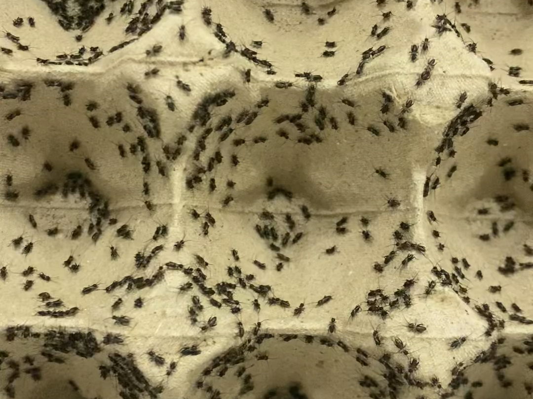 蟋蟀虫卵孵化出来怎么管理