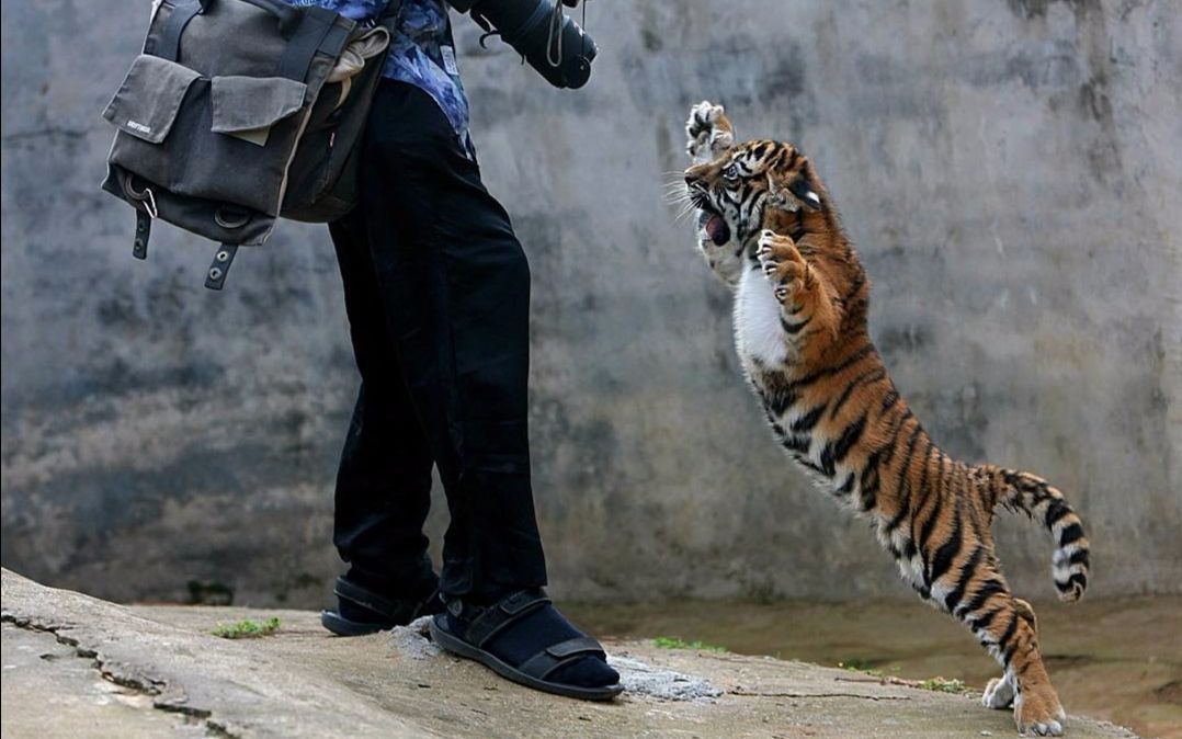 抚顺一动物园内发生老虎越狱事件!