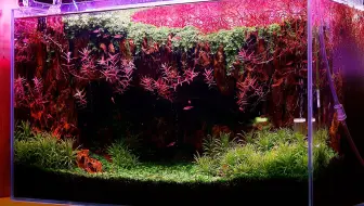 原创 双字补档改 金鱼藻正确修剪方法 无水草灯 哔哩哔哩 Bilibili 原创 双字补档改 金鱼藻正确修剪方法 无水草灯 哔哩哔哩 Bilibili