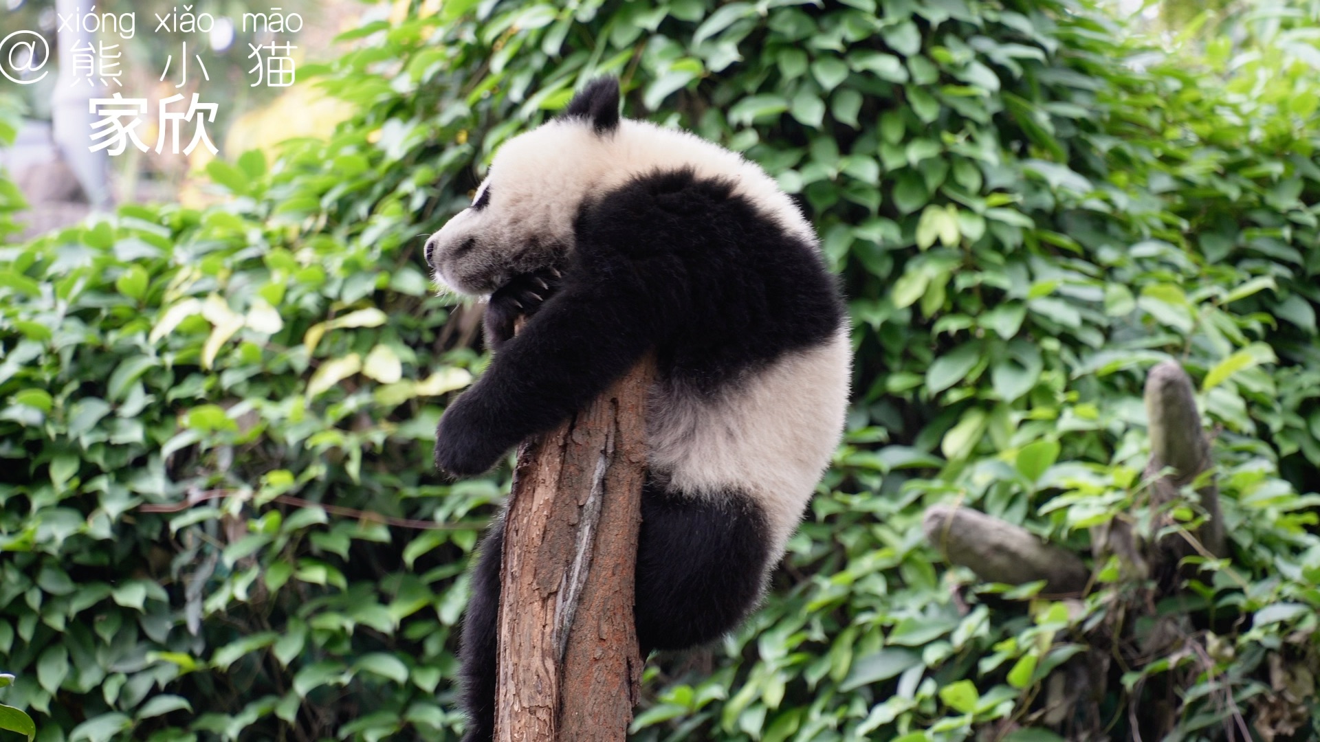 大熊猫家欣呀!欣欣子挂树,jiojio摇摇晃晃,咋个那么可爱哟