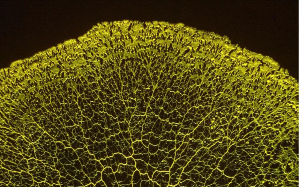 【自用】多头绒皮泡菌阿黄—起飞_哔哩哔哩 (゜-゜)つロ 干杯