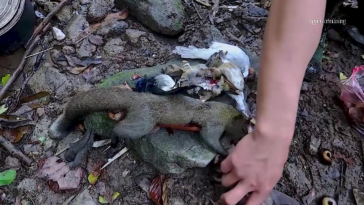 老挝原始森林里打猎,打到了松鼠和各种小鸟,物竞天择,为了生存什么都