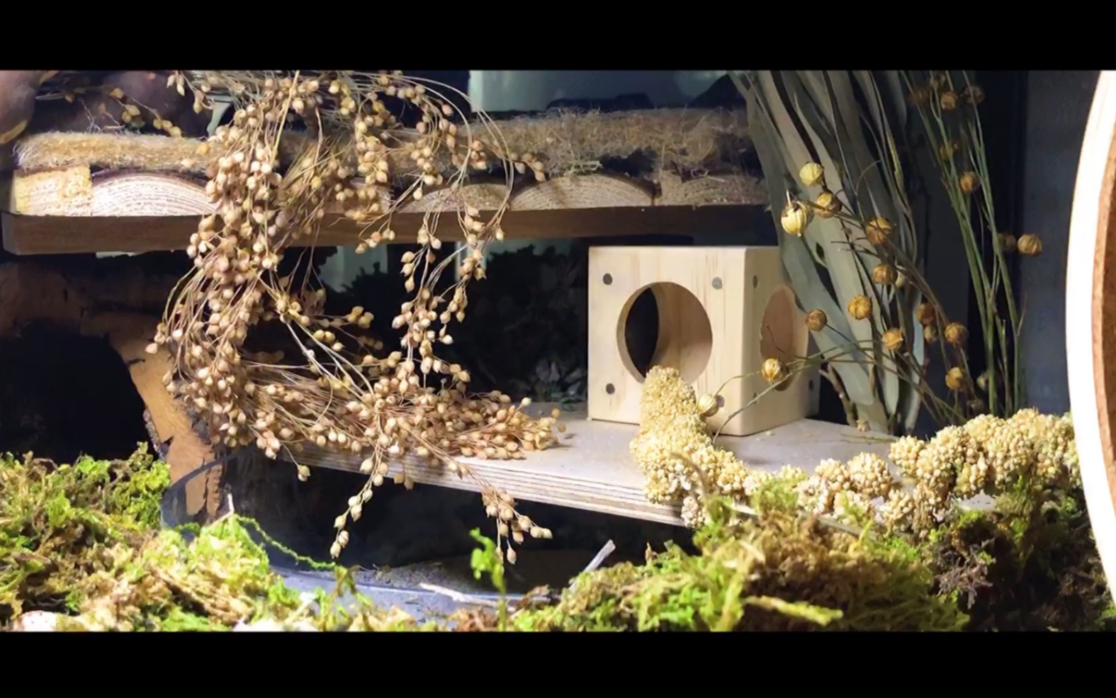 【仓鼠】蛋家新变化 笼子布景