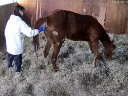 Tải video: 站立时长大幅度增加的患病小马liner进入最终类固醇注射最终阶段