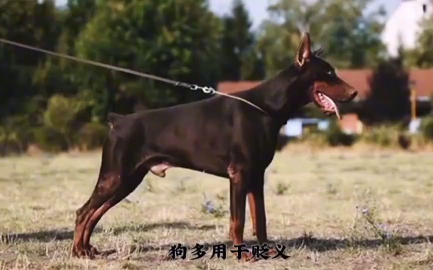 狗与犬的区别,这次总该明白了哔哩哔哩bilibili