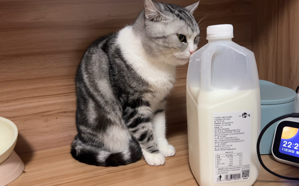 喜欢舔瓶子的猫