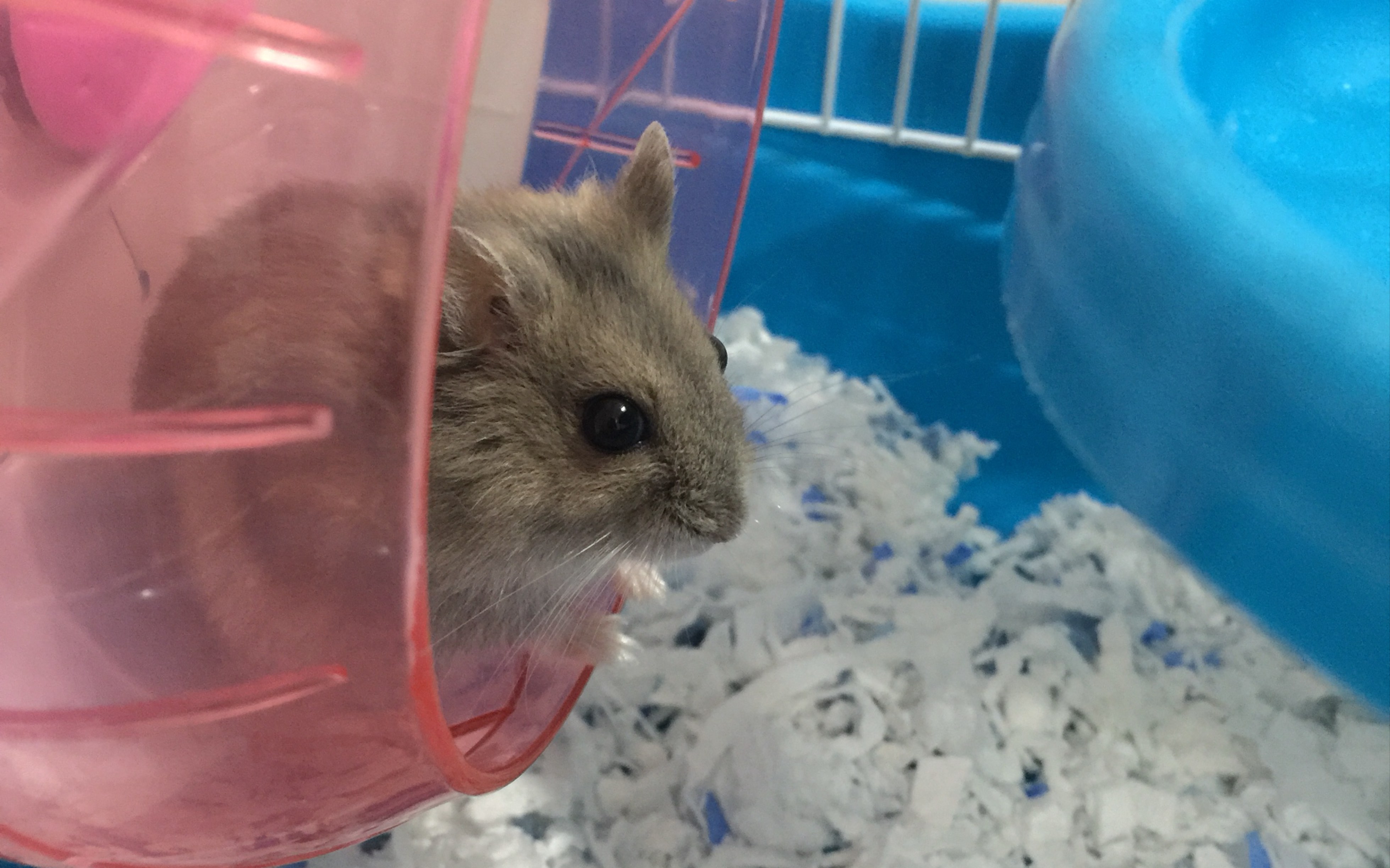 【仓鼠-紫仓】waka日常_哔哩哔哩_bilibili