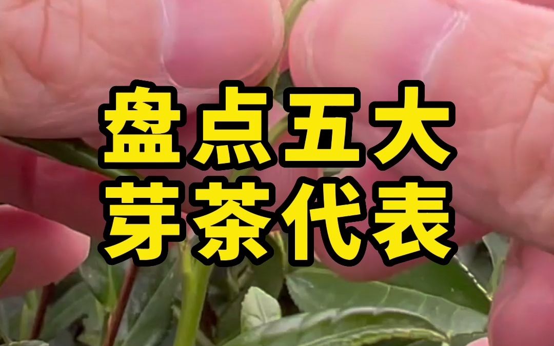 好喝又好看的五款全芽茶,你喝过几个?哔哩哔哩bilibili