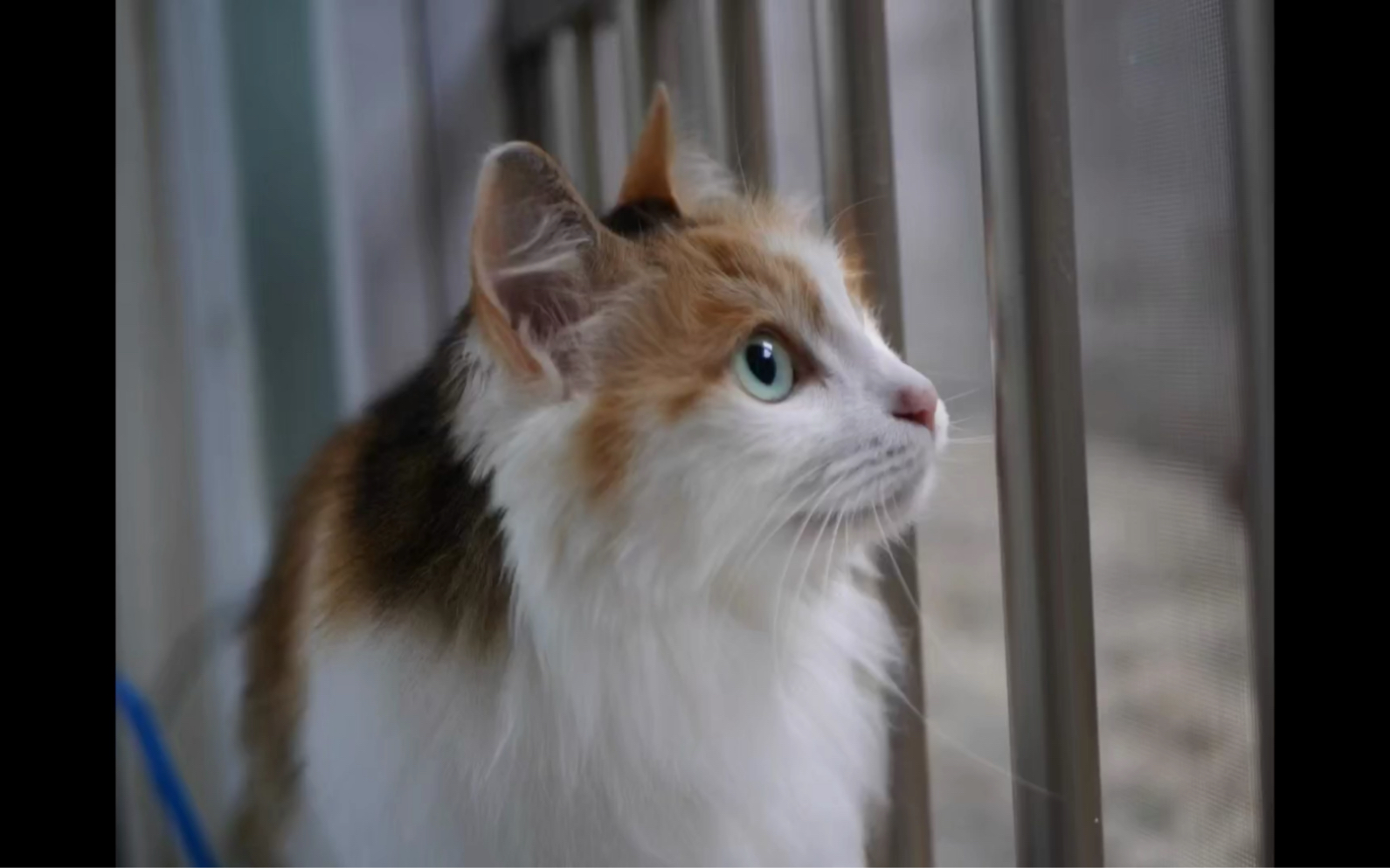 一只普通小猫咪的七年