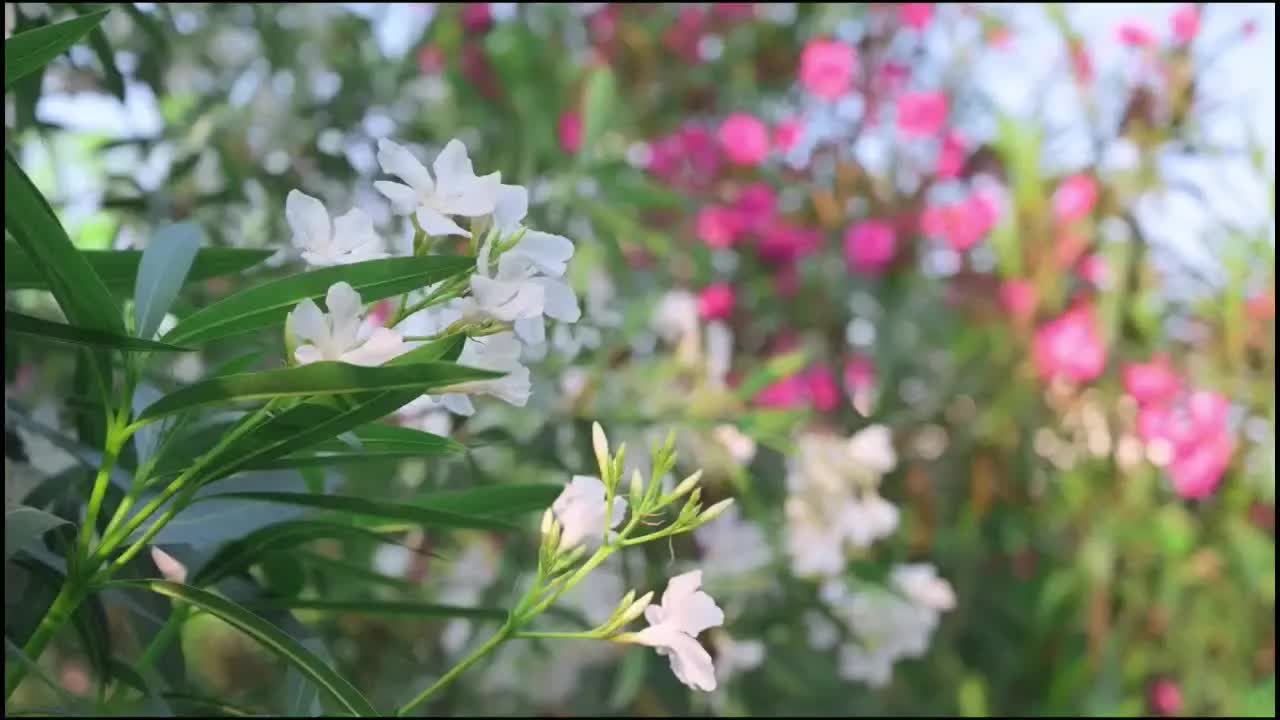 [图]捕获千里大别山脚下的一抹“皖风徽韵”🎞️