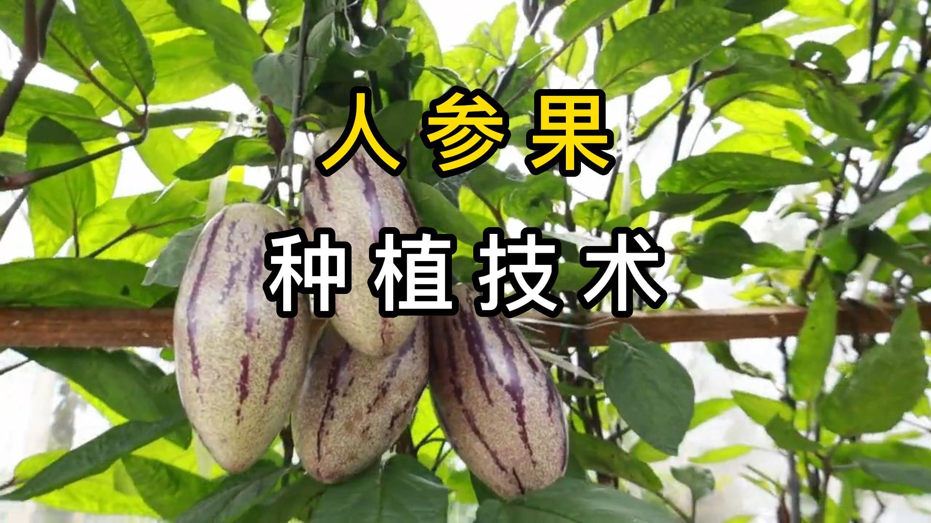 阳台种植有机人参果的方法哔哩哔哩bilibili