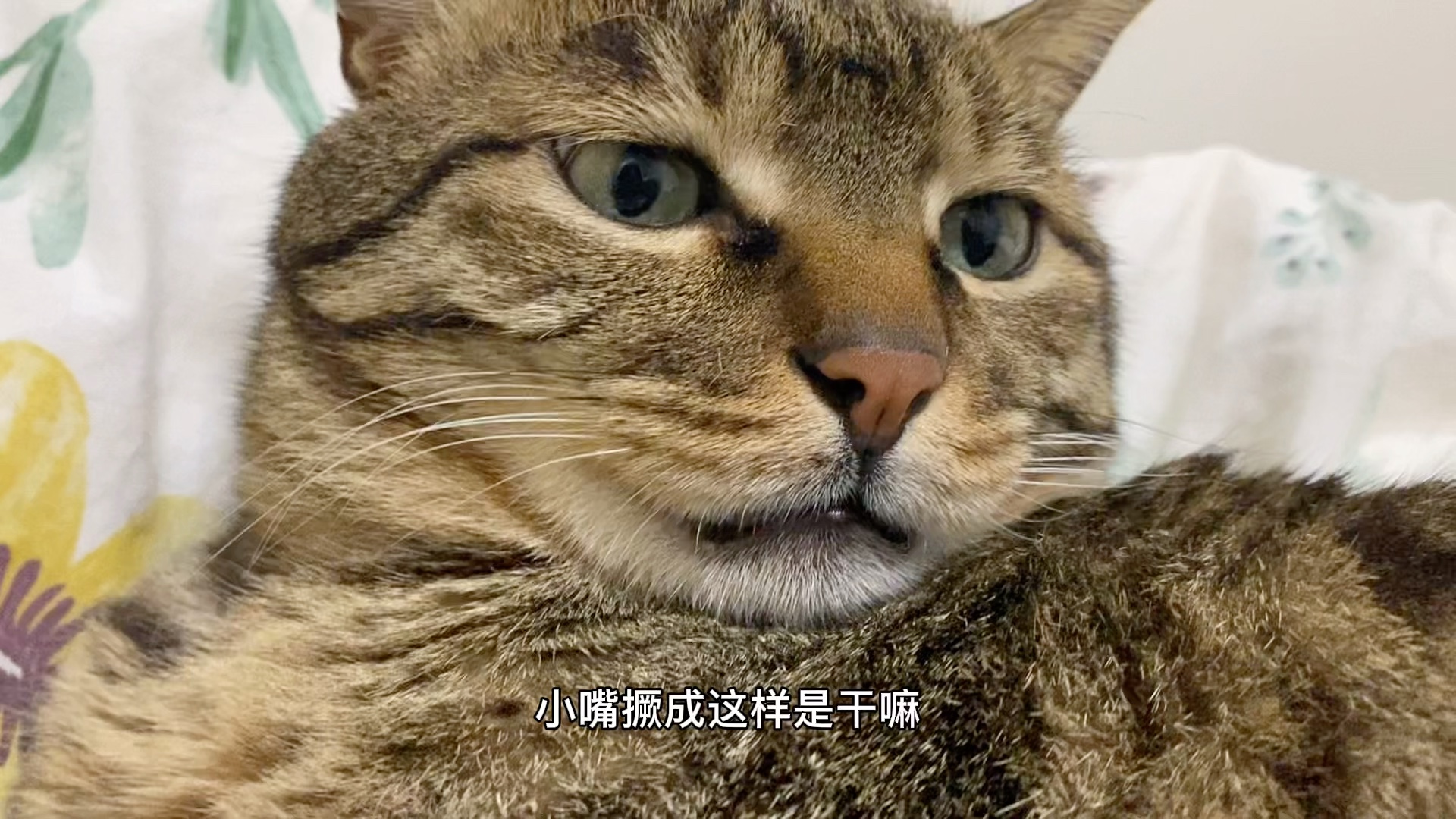 活动  小猫咪嘴巴撅那么长,不就是想要亲亲吗?