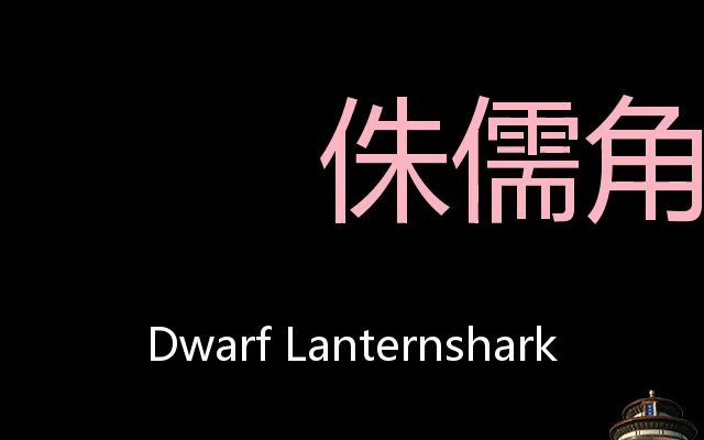 侏儒角鲨 Chinese Pronunciation Dwarf Lanternshark哔哩哔哩bilibili