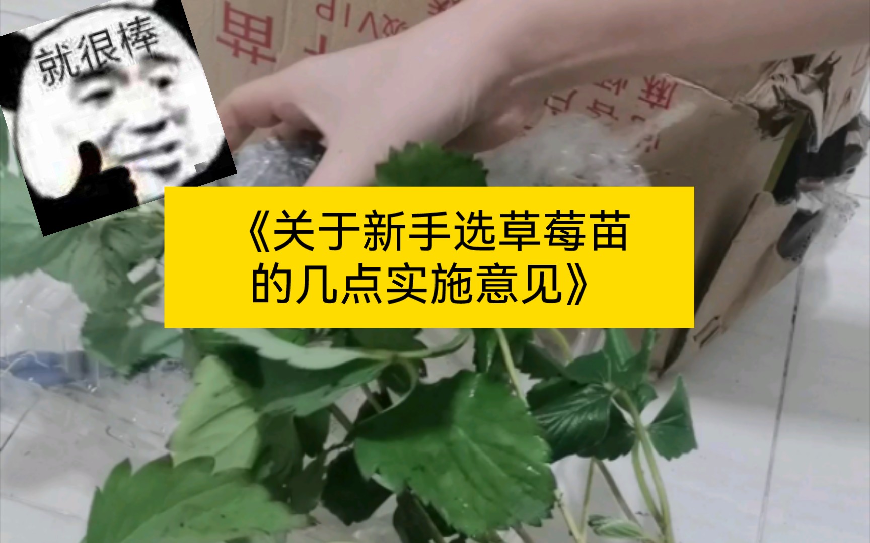 《关于新手选草莓苗的几点实施意见》草莓苗开箱咯哔哩哔哩bilibili