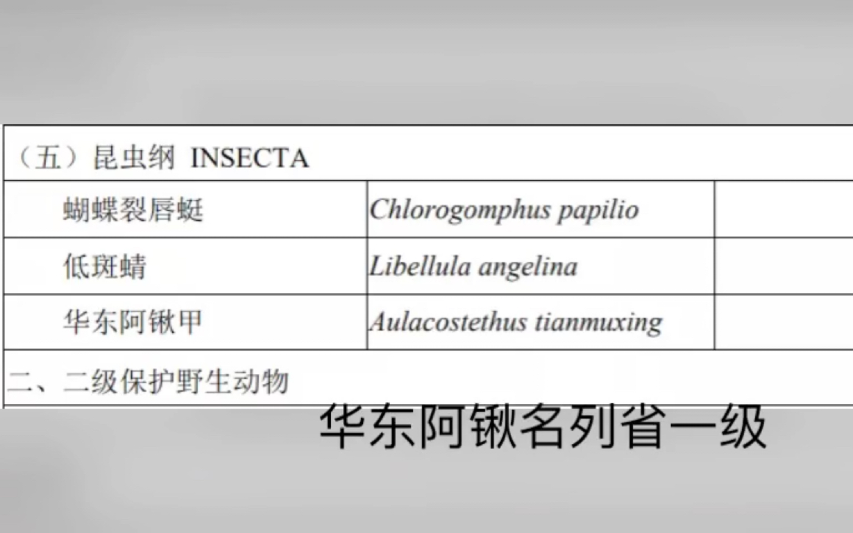 注意!华东阿锹成为安徽省一级保护动物,宽叉成为省二哔哩哔哩bilibili