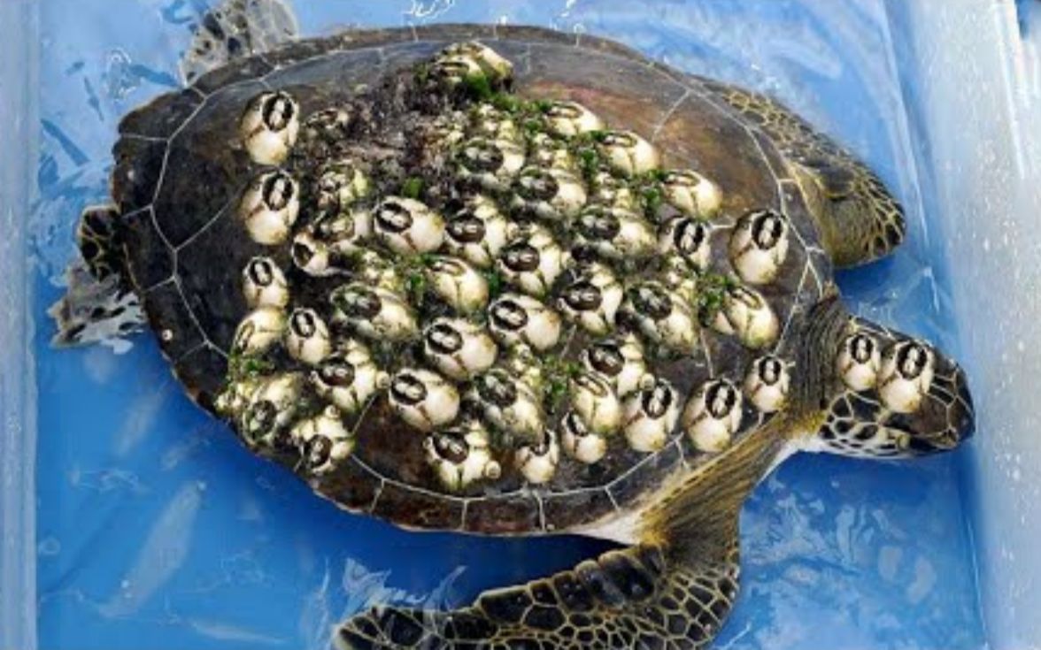 藤壶长在海龟身上图片
