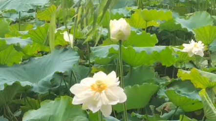 [图]大明湖畔雨中赏荷