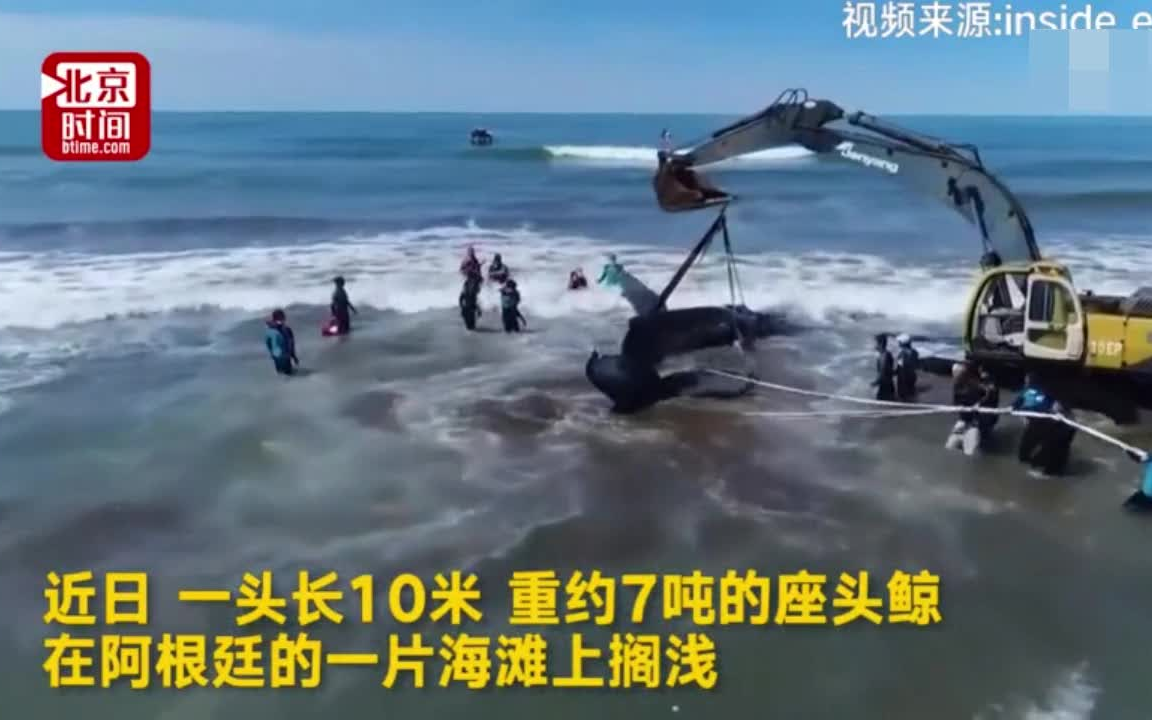 巨鲸搁浅阿根廷海滩,海军开挖掘机28小时极速营救!哔哩哔哩bilibili