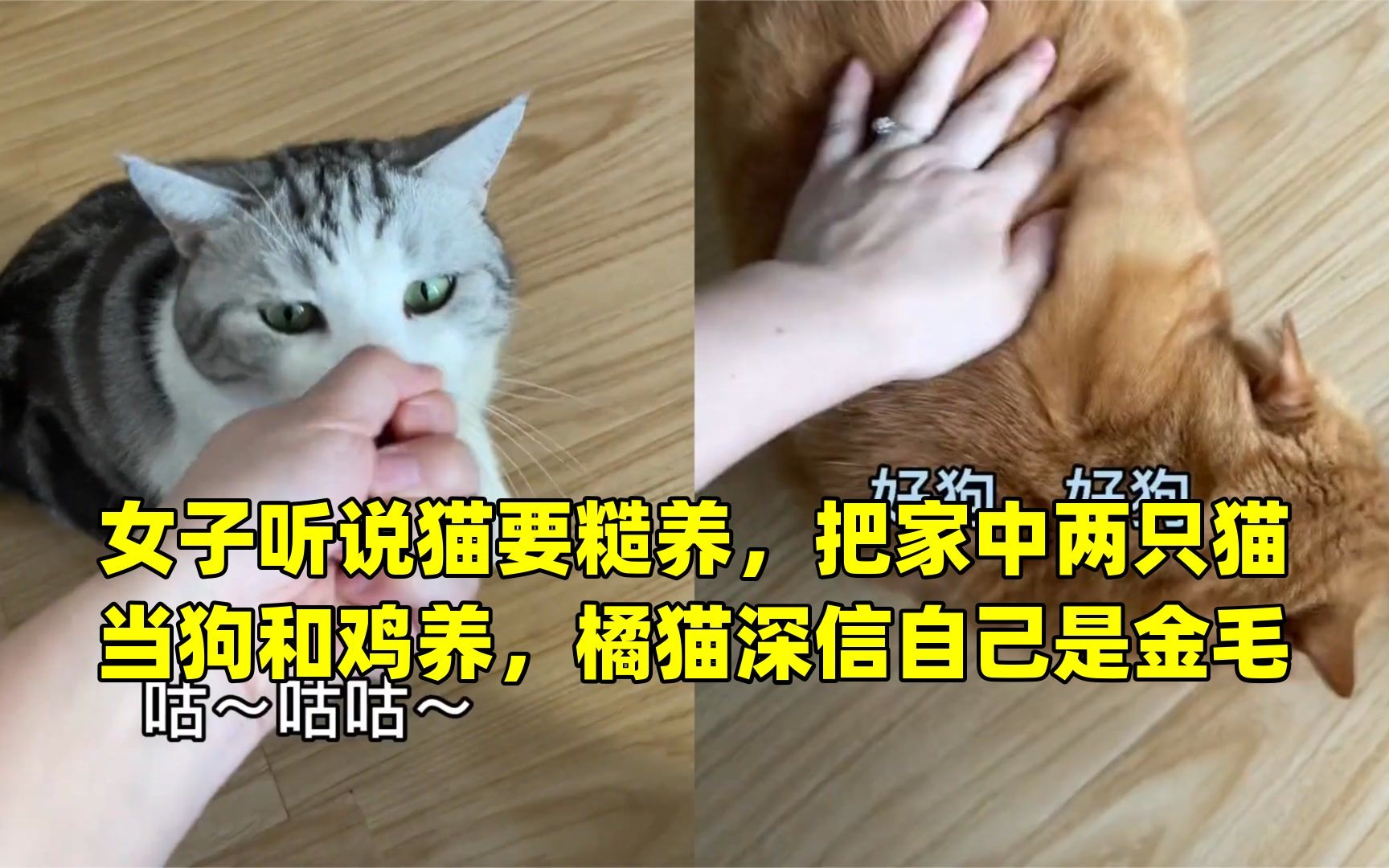 女子听说猫要糙养,把家中两只猫当狗和鸡养,橘猫深信自己是金毛哔哩哔哩bilibili