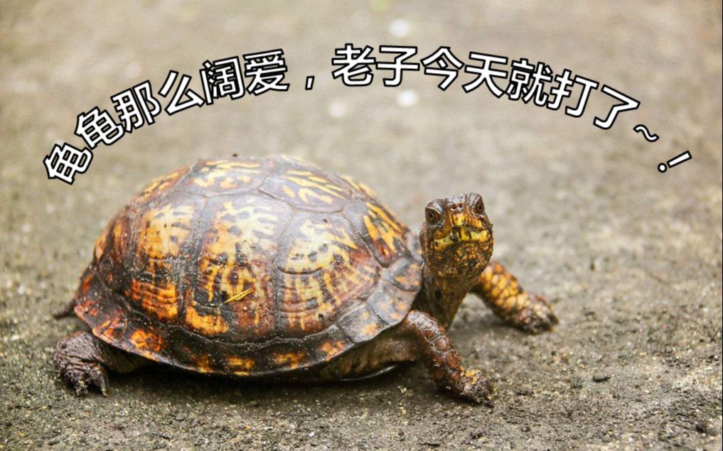 龟龟辣么阔爱,老子今儿就打了の路亚小鸣的bass空军之旅_哔哩哔哩 (゜