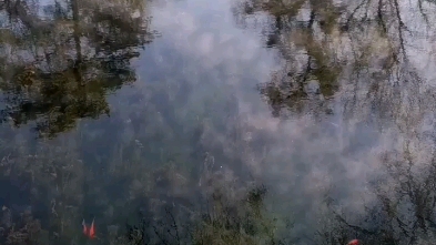 [图]避暑山庄冬天的热河泉，希望大家有好运，湖面烟袅袅，锦鲤扎堆游