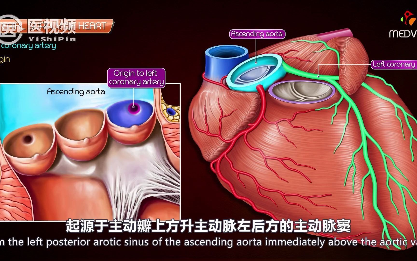 【YLQX】第十八集:医学动画演示:冠状动脉的解剖哔哩哔哩bilibili