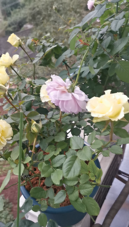 凌波月季!开成了黄色的黄绿色月季!哈哈哈