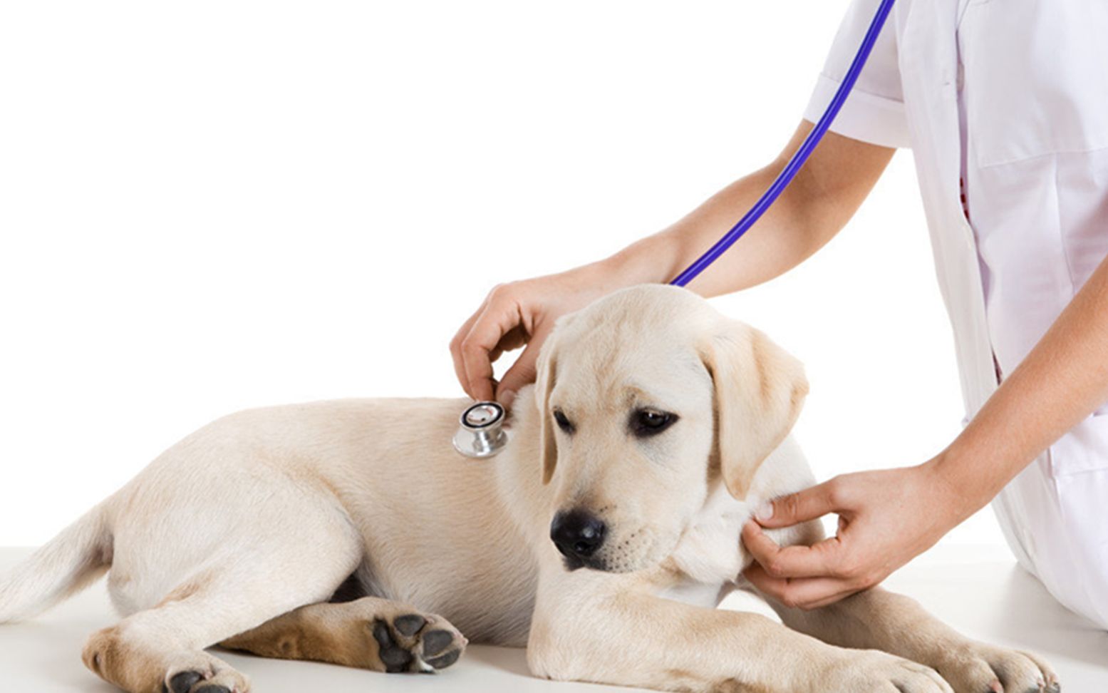 狗狗体检项目都有哪些,狗狗体检攻略-欢哥说宠