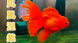 金鱼国外改良品种泰狮兰寿风头盖过本土传统金鱼是什么原因 哔哩哔哩 つロ干杯 Bilibili